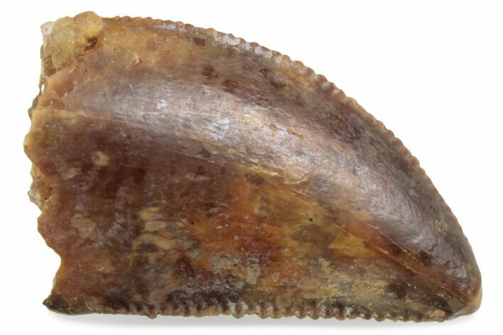 Serrated Raptor Tooth - Real Dinosaur Tooth #376411